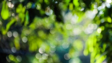 Bulanık ağaç bokeh arkaplanının dokusu                                