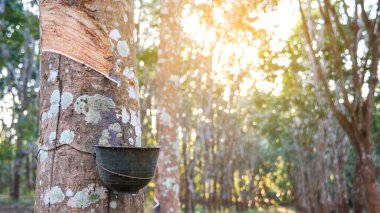 Kauçuk ağacı tıkırtısı ve siyah fiyonk doğal lateks depolamak için.