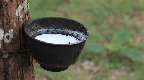 stock image Rubber tree tapping scars and black bow to store natural latex