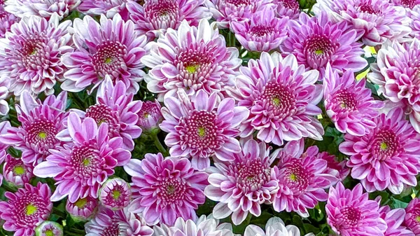 Texture of bouquet purple Chrysanthemum flowers concept for greeting and welcoming new year 2023 soft and selective focus