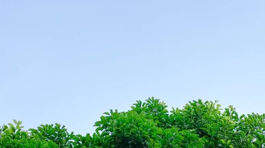 Mavi arkaplanda yeşil ağaç yapraklarının dokusu