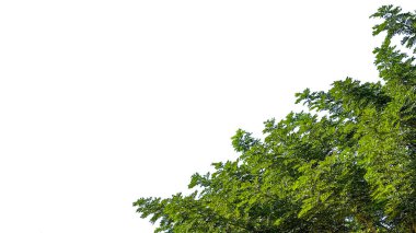 Beyaz arkaplanda kırpma yolları olan yalıtılmış yeşil yapraklar