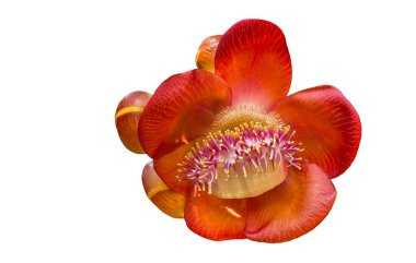 Isolated pink canon ball tree flower with clipping paths on white background
