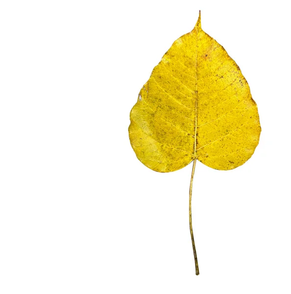 Isolated Yellow Bodhi Tree Leaf Clipping Paths White Background — Foto de Stock