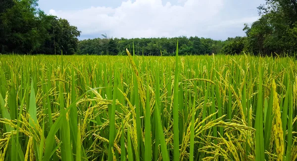 Pohled Zelenou Rýži Rýžovém Poli Místní Vesnici Stock Obrázky