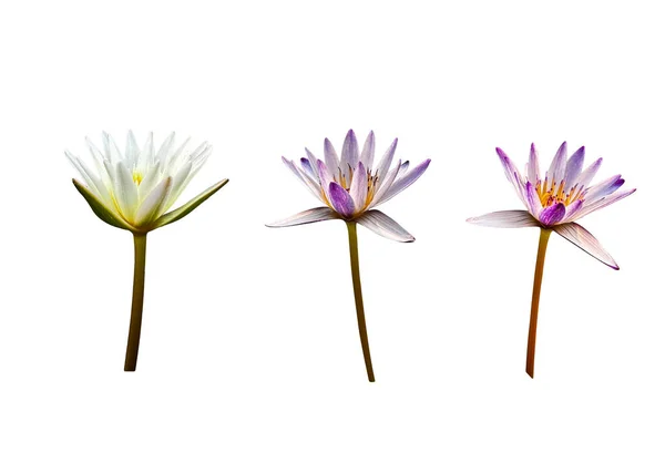 Izolált Vízililiom Virágok Nyírás Utak Fehér Háttér — Stock Fotó