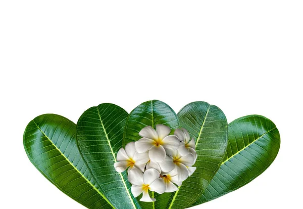 Vereinzelte Frische Blüten Von Plumeria Rubra Auf Ihren Blättern Mit — Stockfoto