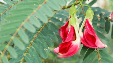 Ağacında bulanık önplanı olan pembe Agasta çiçekleri.                               