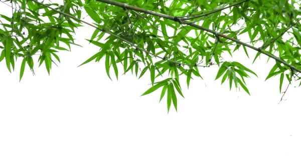 Folhas Topo Árvore Bambu Verde Isoladas Com Espaço Cópia Com — Fotografia de Stock