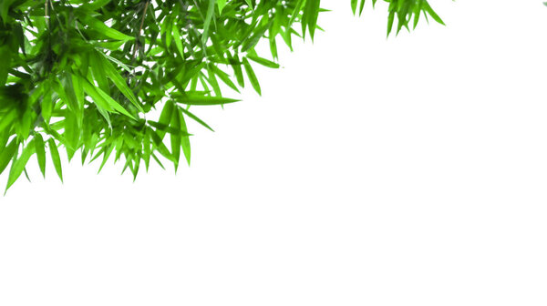 Green bamboo tree top leaves isolated with copy space and with clipping paths on white background                             
