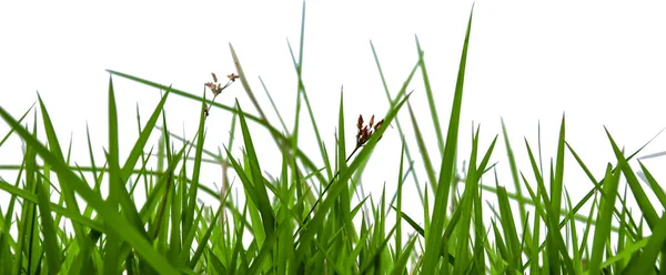 Grönt Gräs Isolerat Med Kopia Utrymme Och Med Klippning Vägar — Stockfoto