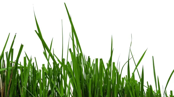 Hierba Verde Aislada Con Espacio Copia Con Rutas Recorte Sobre —  Fotos de Stock