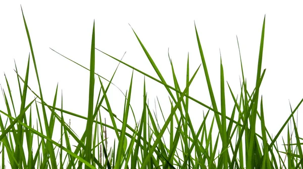 Grünes Gras Isoliert Mit Kopierraum Und Mit Schneidewegen Auf Weißem — Stockfoto