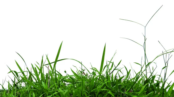 Зелена Трава Ізольована Копіювальним Простором Відсічними Контурами Білому Тлі — стокове фото