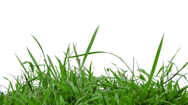 Зеленая Трава Изолирована Копировальным Пространством Вырезанием Дорожек Белом Фоне — стоковое фото