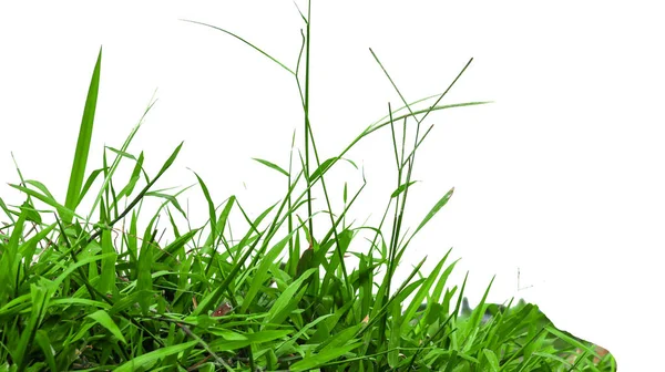 Grama Verde Isolada Com Espaço Cópia Com Caminhos Recorte Fundo — Fotografia de Stock