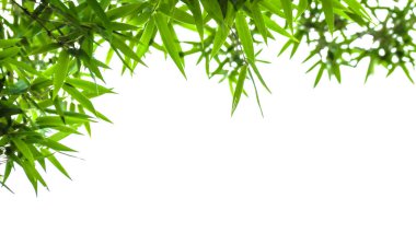 Kopya alanı ile izole edilmiş yeşil bambu yaprakları ve beyaz arkaplanda kırpma yolları                                