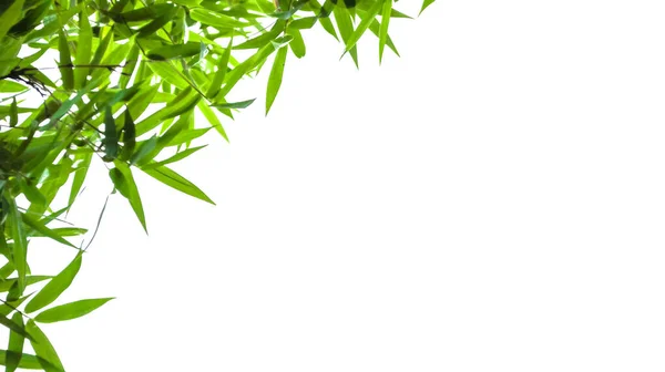 Kopya alanı ile izole edilmiş yeşil bambu yaprakları ve beyaz arkaplanda kırpma yolları                                