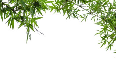 Kopya alanı ile izole edilmiş yeşil bambu yaprakları ve beyaz arkaplanda kırpma yolları                                                             