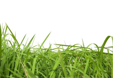 İzole edilmiş yeşil çimen çalıları ve beyaz arkaplanda kırpma yolları olan boşluğu kopyala                              