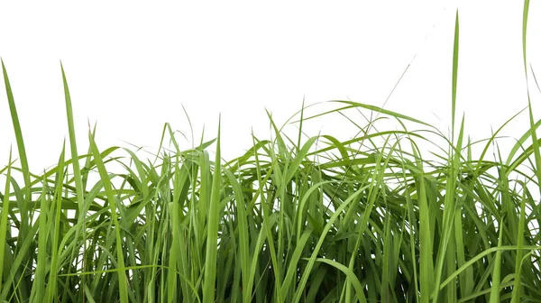 孤立的绿色草丛 在白色背景上复制带有剪开路径的空间 — 图库照片