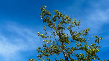 Mavi gökyüzü arkaplanındaki ağaç tepesi dallarının görüntüsü