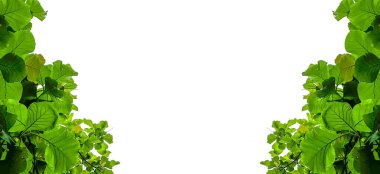 Beyaz kopyalanmış arkaplan üzerinde kırpma yolları olan ağaç görünümüne bak