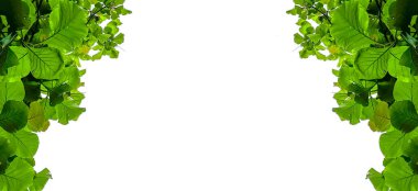 Beyaz kopyalanmış arkaplan üzerinde kırpma yolları olan ağaç görünümüne bak