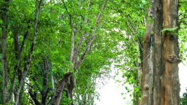 Beyaz kopyalanmış arkaplan üzerinde kırpma yolları olan ağaç görünümüne bak