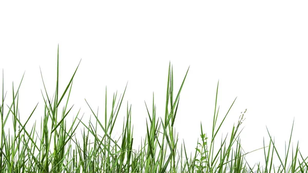Ізольована Зелена Трава Відсічними Контурами Білому Тлі — стокове фото