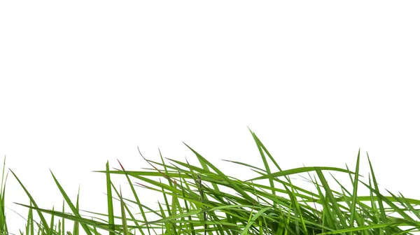 Isolerat Grönt Gräs Med Klippvägar Vit Bakgrund — Stockfoto