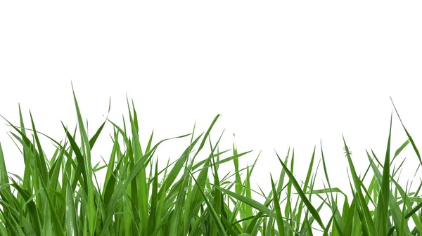 Isolerat Grönt Gräs Med Klippvägar Vit Bakgrund — Stockfoto