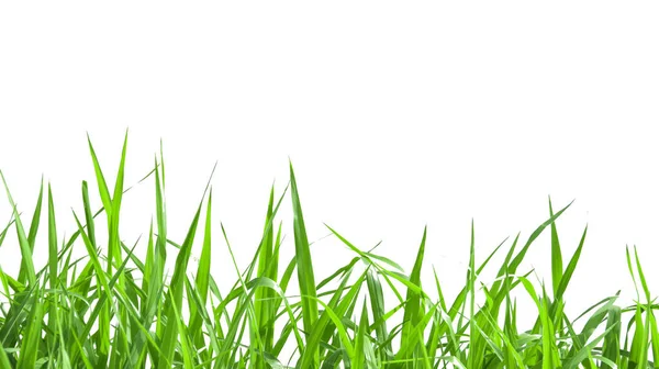 白色背景上有剪路的孤零零的绿草 — 图库照片
