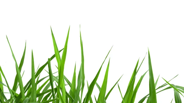 Vereinzeltes Grünes Gras Mit Schneidewegen Auf Weißem Hintergrund — Stockfoto