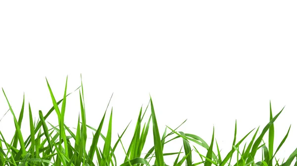 Ізольована Зелена Трава Відсічними Контурами Білому Тлі — стокове фото