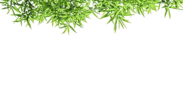 Isolerade Gröna Bambu Blad Med Klippning Vägar Vit Bakgrund För — Stockfoto