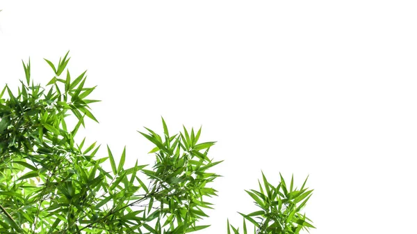 Kart arkaplanı için beyaz arkaplanda kırpma yolları olan izole edilmiş yeşil bambu yaprakları                               