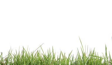 Beyaz arkaplan kopyalama alanı üzerinde kırpma yolları olan izole edilmiş yeşil çimen                              