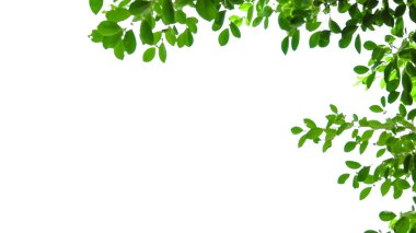 Kart arkaplanı için beyaz arkaplan üzerinde kırpma yolları olan izole ağaç üst yaprakları                            