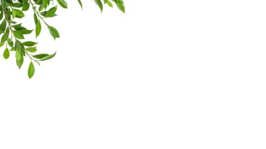 Beyaz arkaplandaki izole ağaç dalları kopya alanı, yumuşak odak