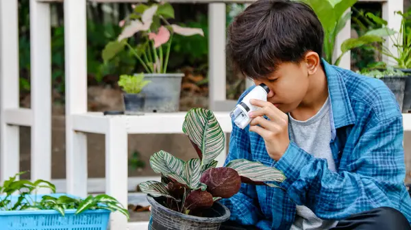 小男孩用白色的小显微镜对植物园的一个小花盆中的植物进行了观察和研究 观察的焦点是柔软而有选择性的 图库照片