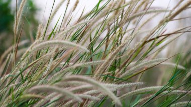 Tüylü pennisetum çimlerinin akşam sahnesinde bulanık arkaplan görüntüsü