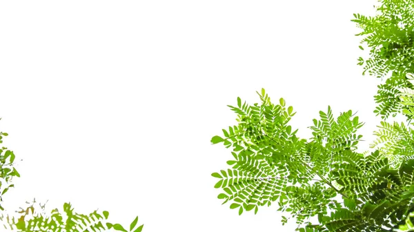 İzole edilmiş yeşil ağaç tepesi yaprakları ile beyaz arkaplan üzerinde kırpma yolları