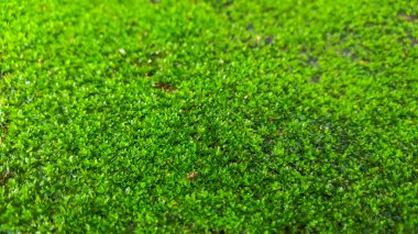 Yeşil yosun dokusunu kapat