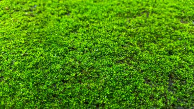 Yeşil yosun dokusunu kapat