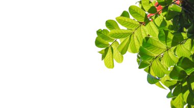 Ağaç tepesi beyaz arkaplanda kırpma yolları olan Tropikal Orman Yaprağı 'ndan ayrılır