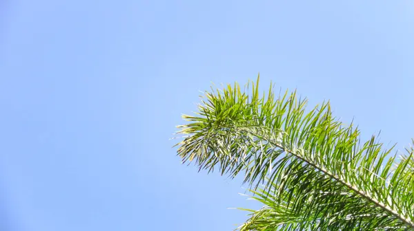 Tree top leaves Tropical Jungle Leaf on blue sky background