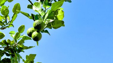 Yeşil yapraklarındaki kaffir limonu kapatıyoruz. Limonlar körili pastalar ve kızartmalar içindeki yemekler için kullanılıyor.