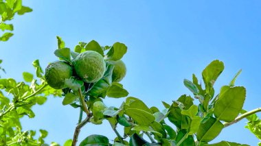 Yeşil yapraklarındaki kaffir limonu kapatıyoruz. Limonlar körili pastalar ve kızartmalar içindeki yemekler için kullanılıyor.