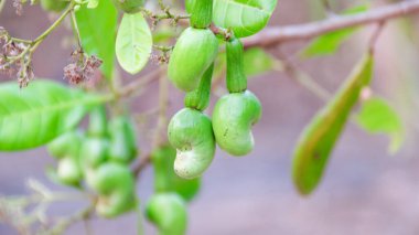 Hastalıktan kaynaklanan yara izleri olan kusurlu kaju fıstığı.